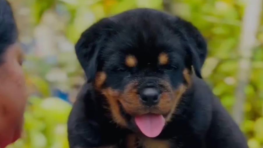 Imported Rottweiler pupy - dog
