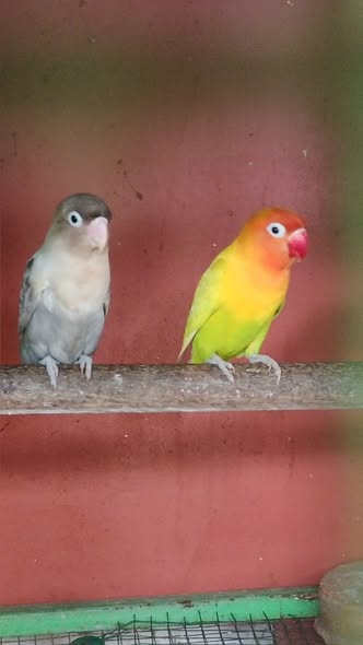 An African Lovebirds for Sale - bird