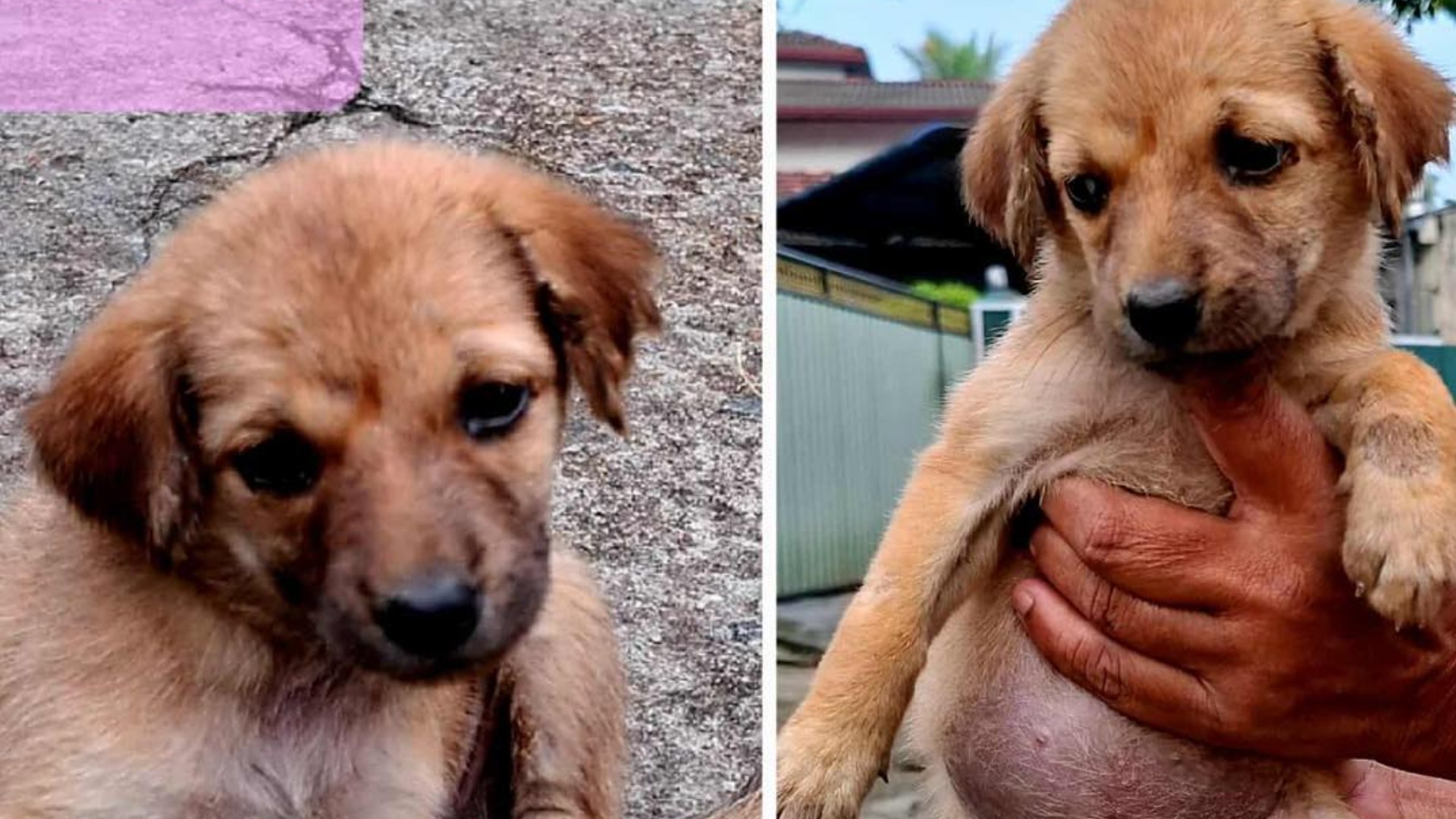 Cute puppies are looking for loving homes - dog