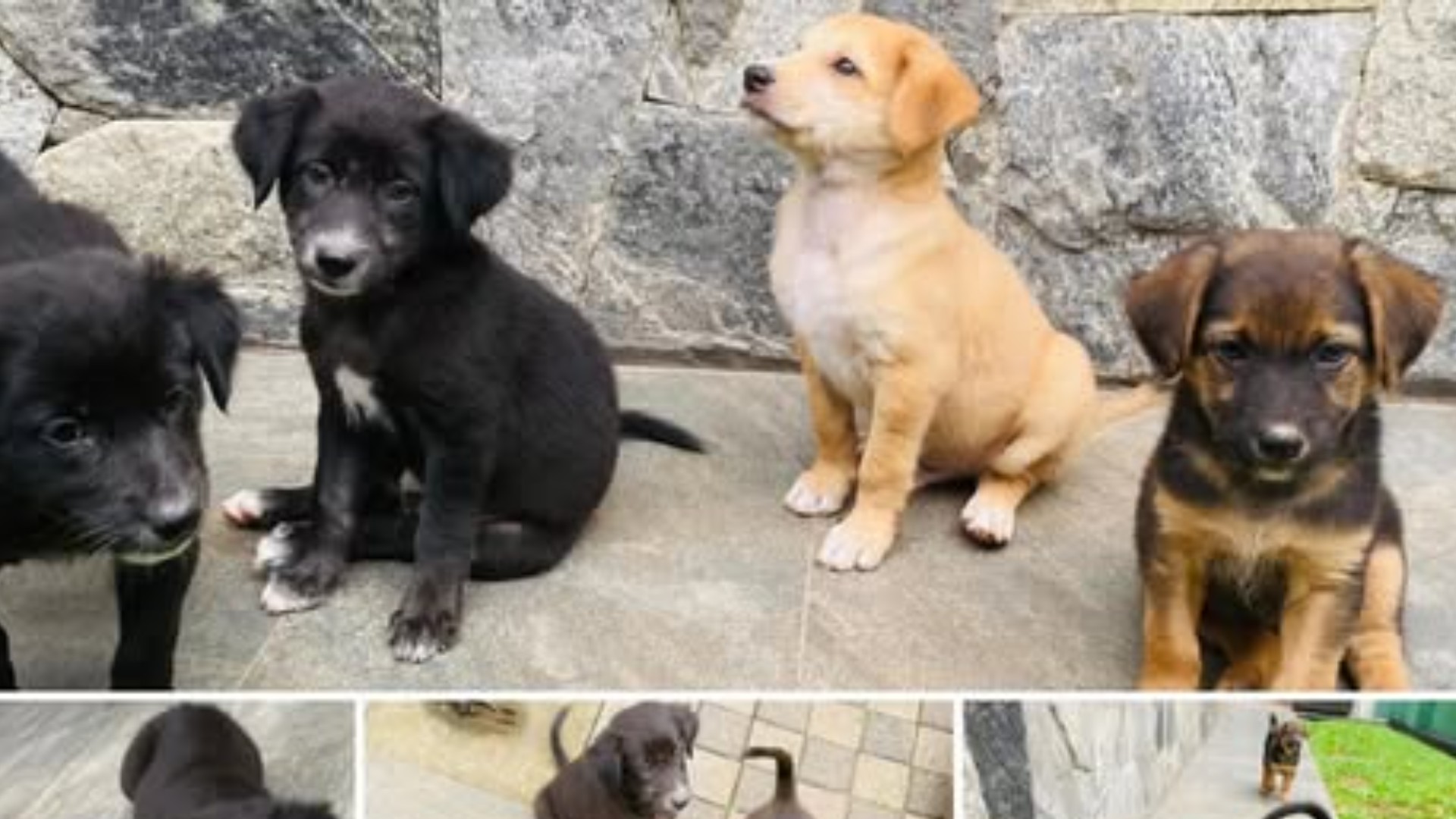 Puppies for Adoption - dog