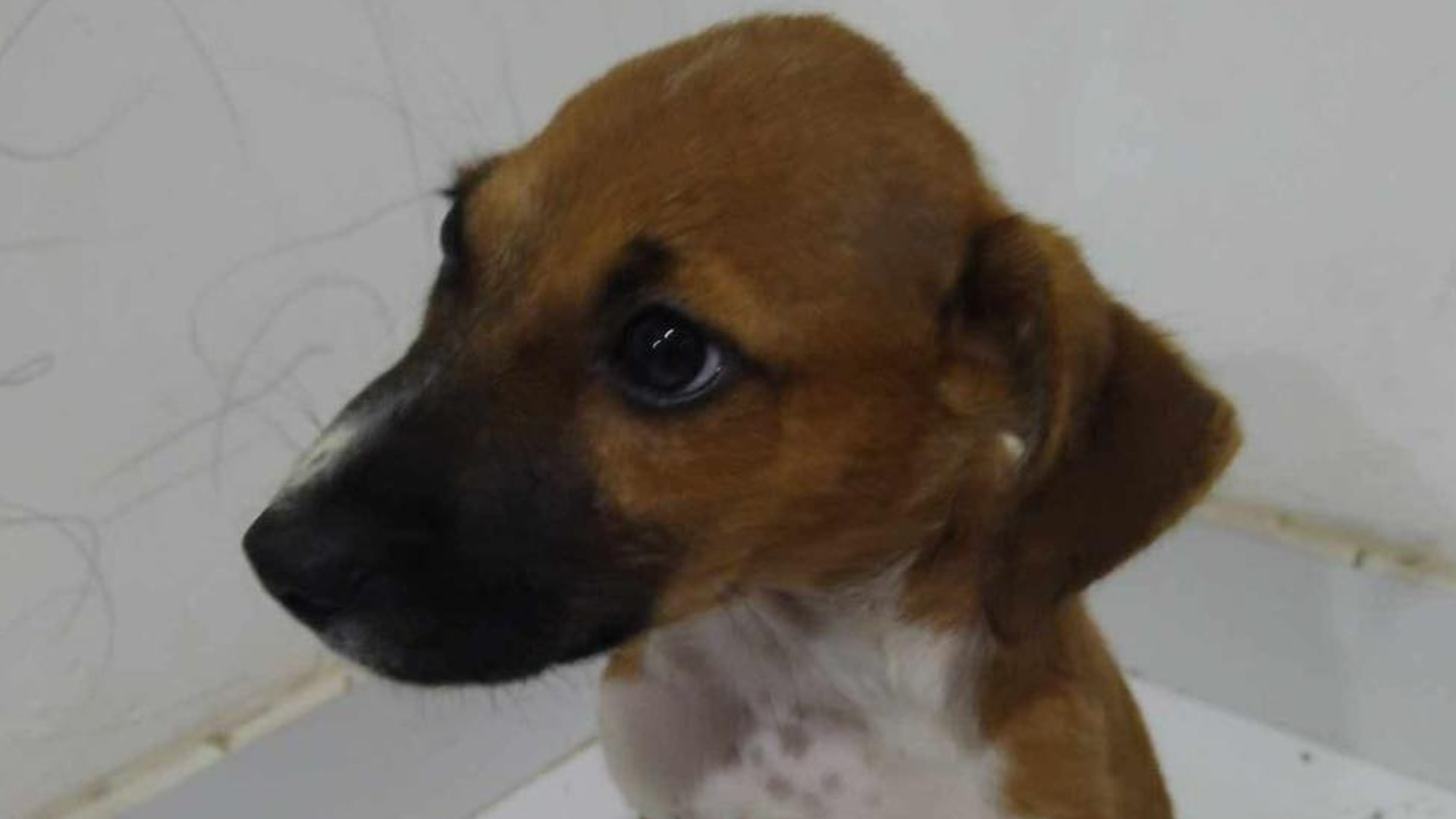 Pups for Adoption - dog