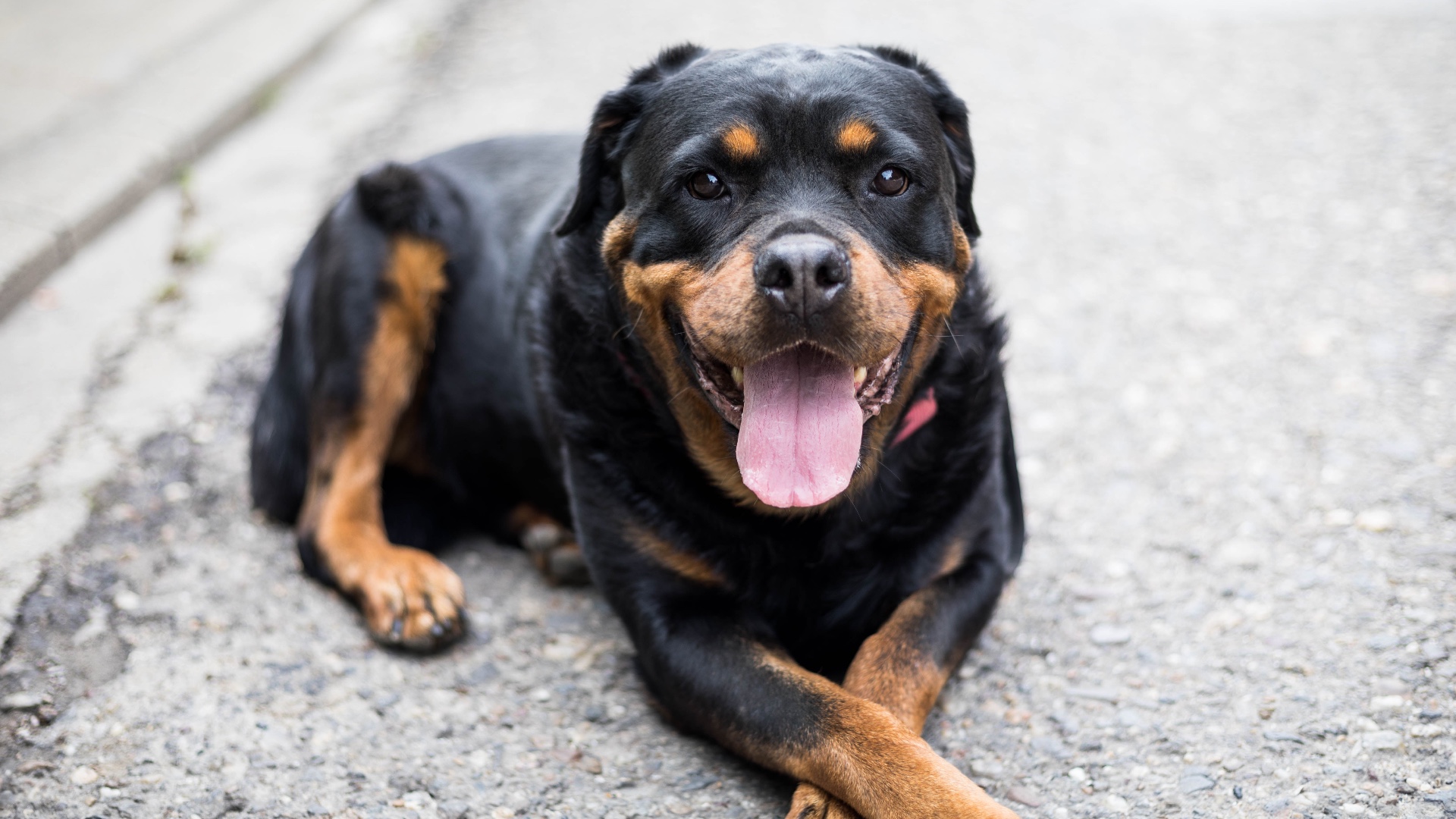 Lost pet at Nugegoda - dog
