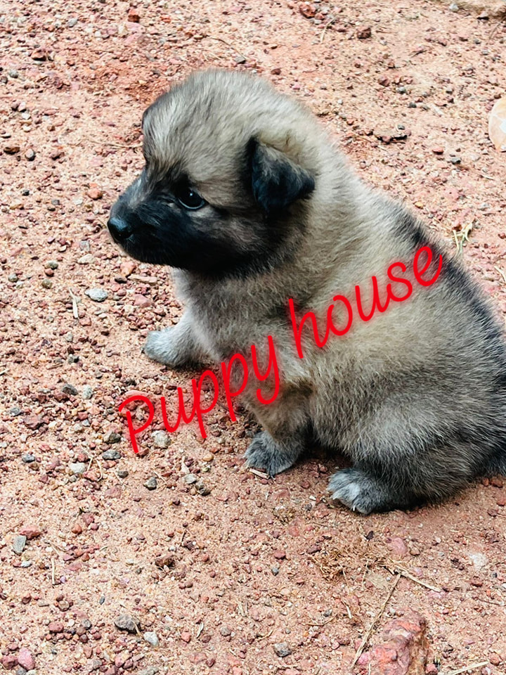 Do you want this beautiful Pomeranian boy? - dog