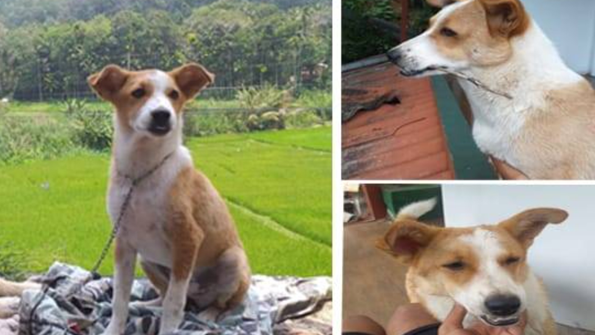 Lost Pet - Raini - dog