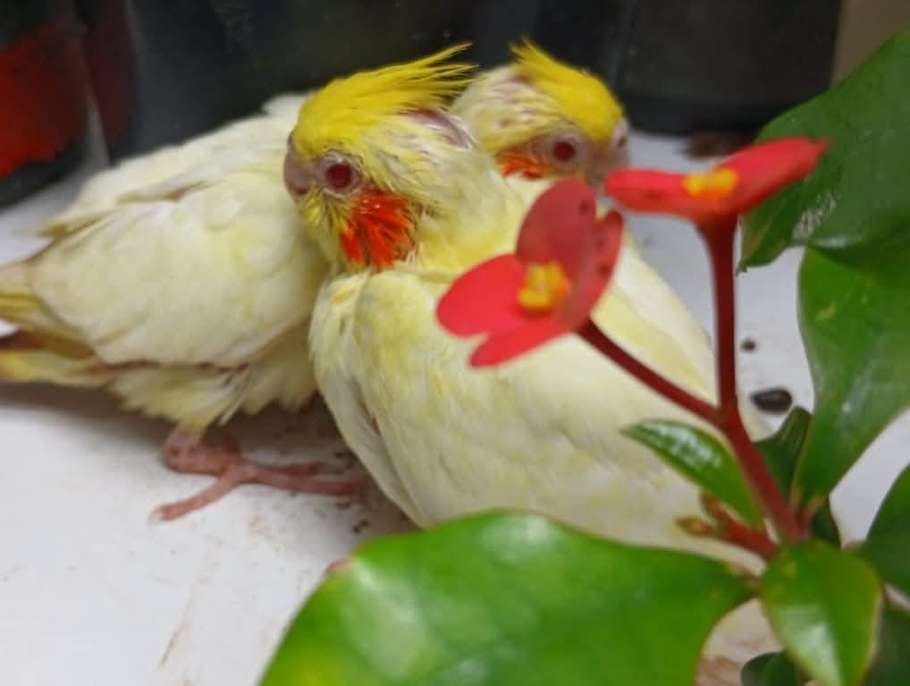 Cockatiel chicks - For sale 🕊️ - bird