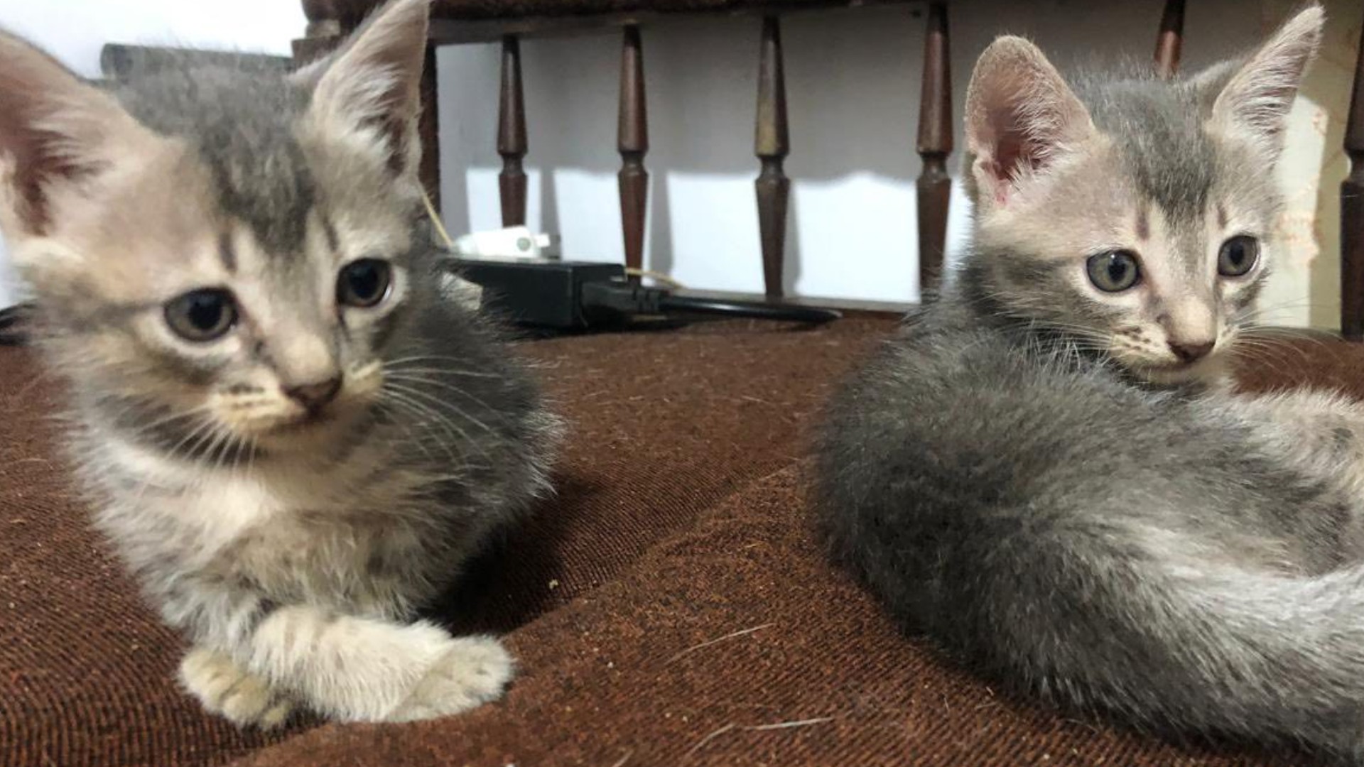 Adorable Kitten for adoption - cat