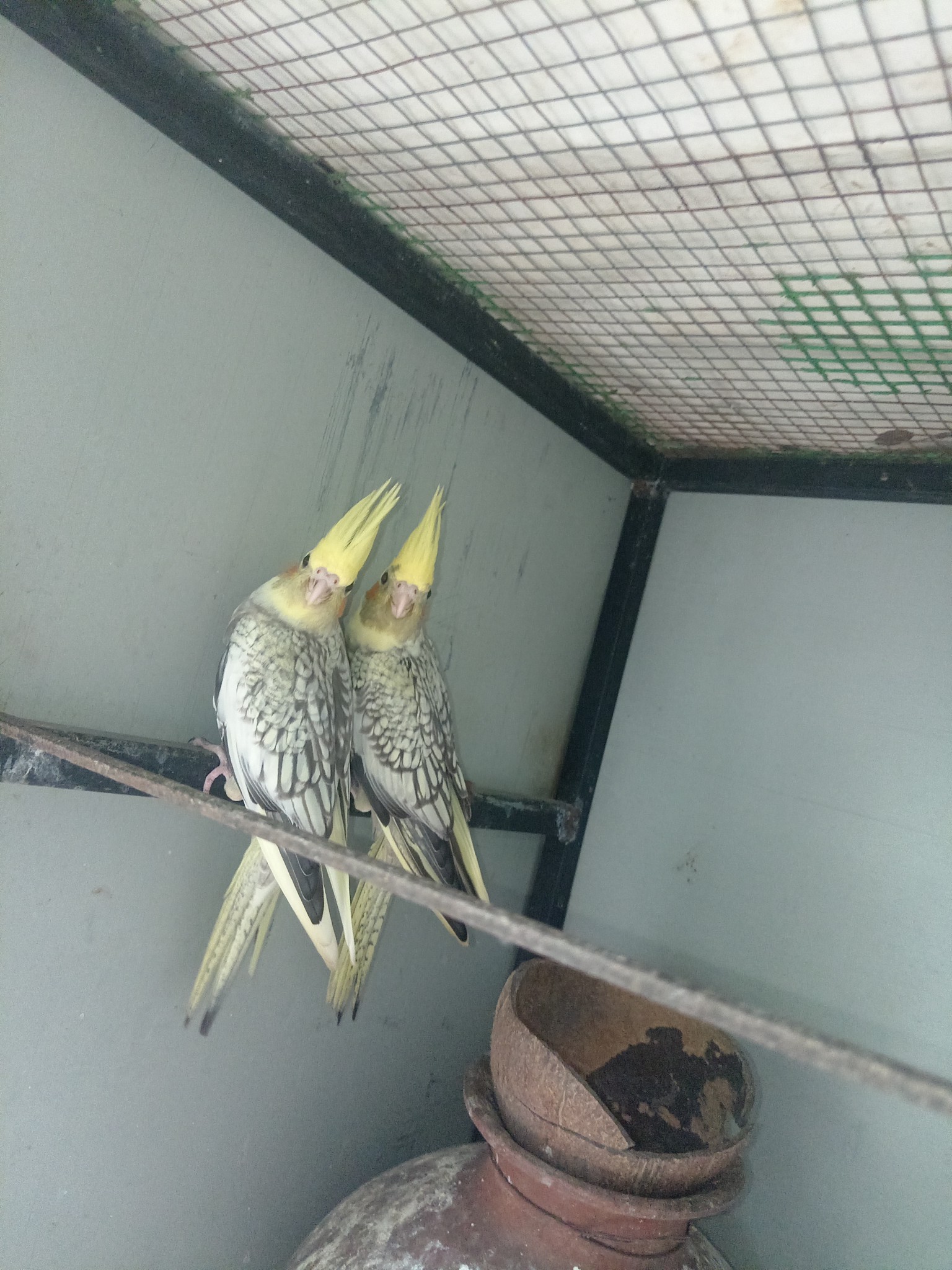 Cute Parrots For Sale - bird
