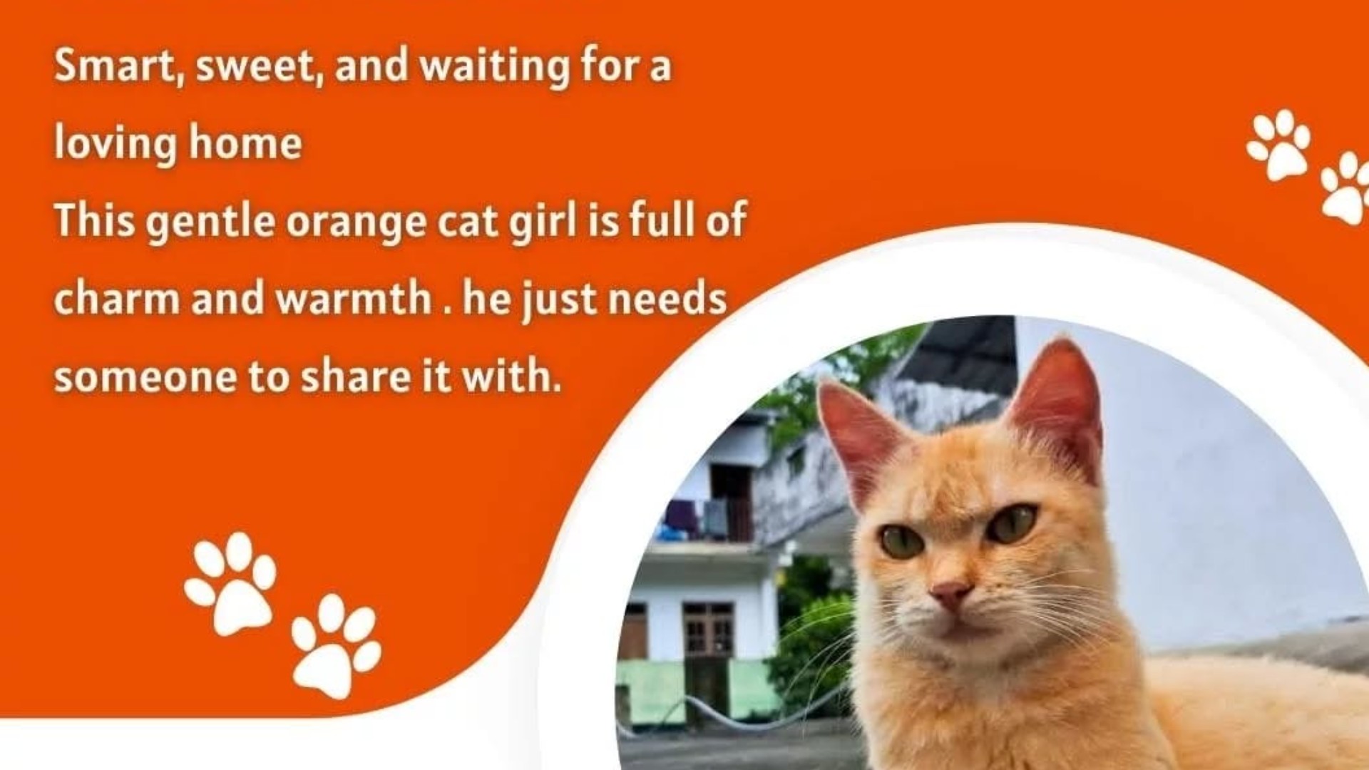 PET ADOPTION - cat