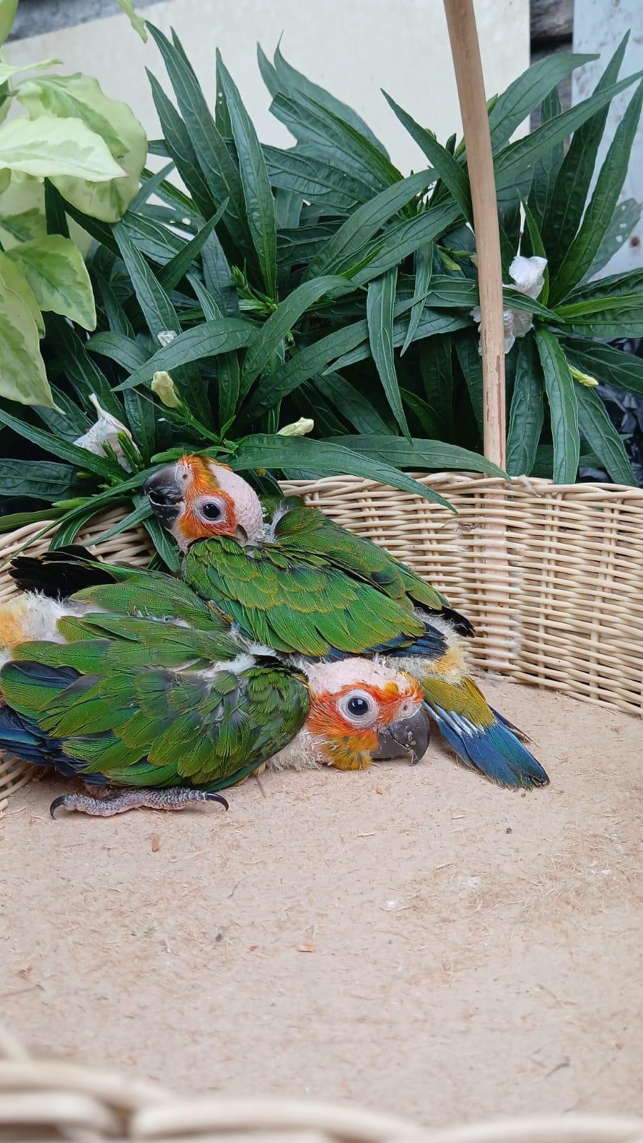 Sun Conure Chick for Sale 🦜✨ - bird