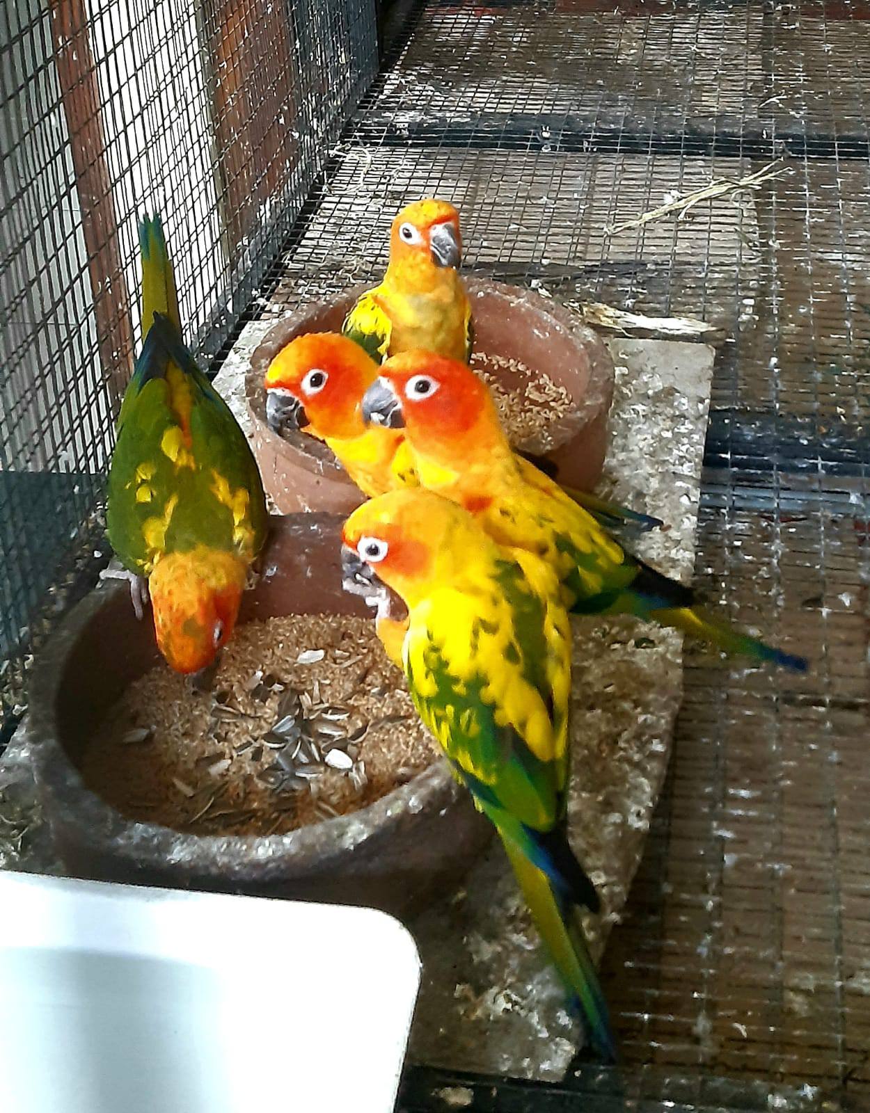 Cute Parrots for Sale - bird