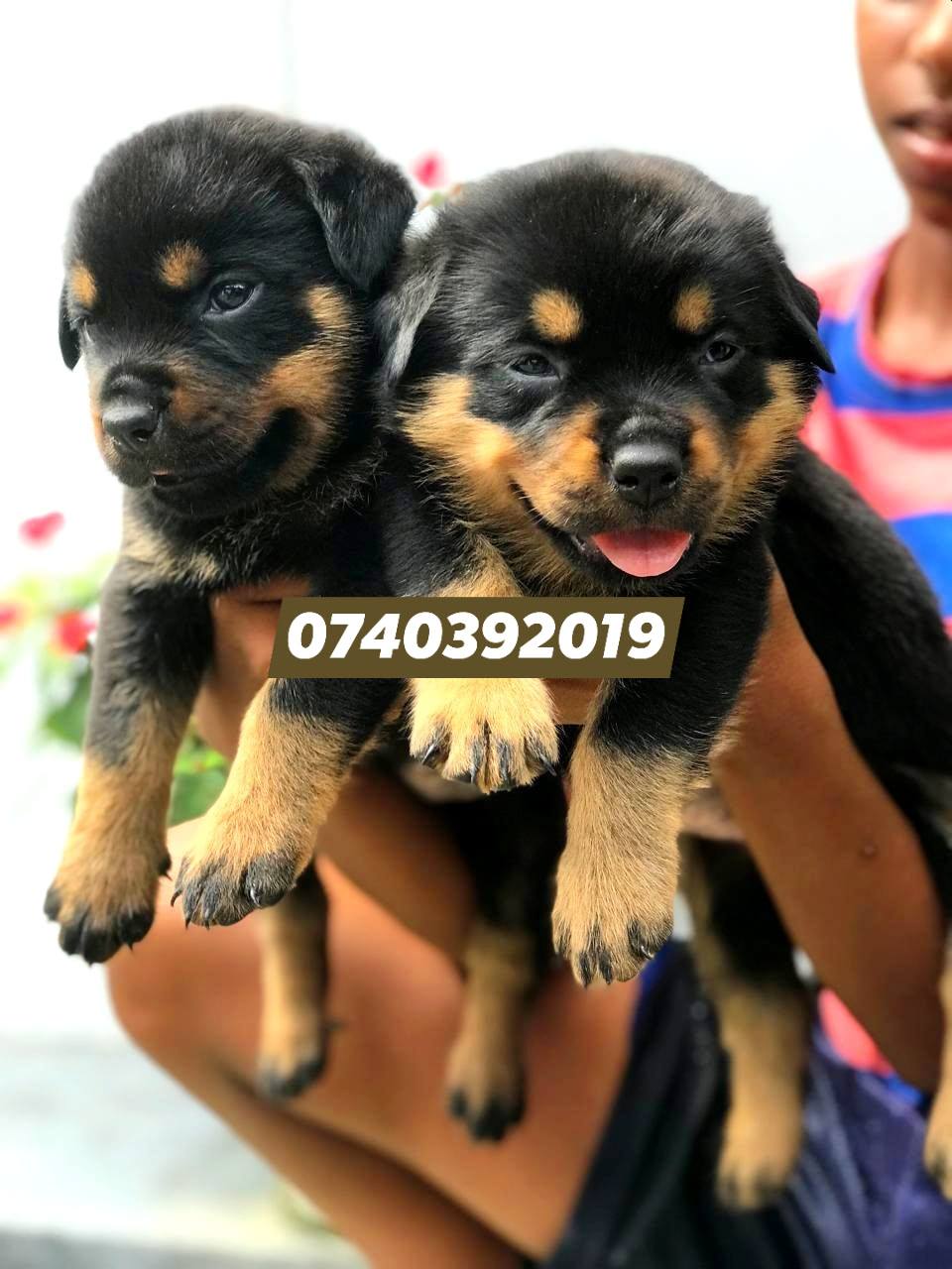 Sale for Rotways - cat