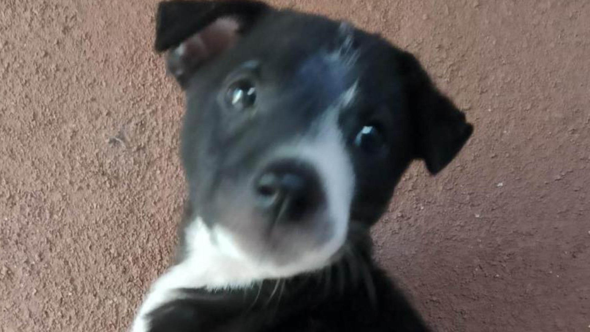 Little boy is looking for a kind loving forever home - dog