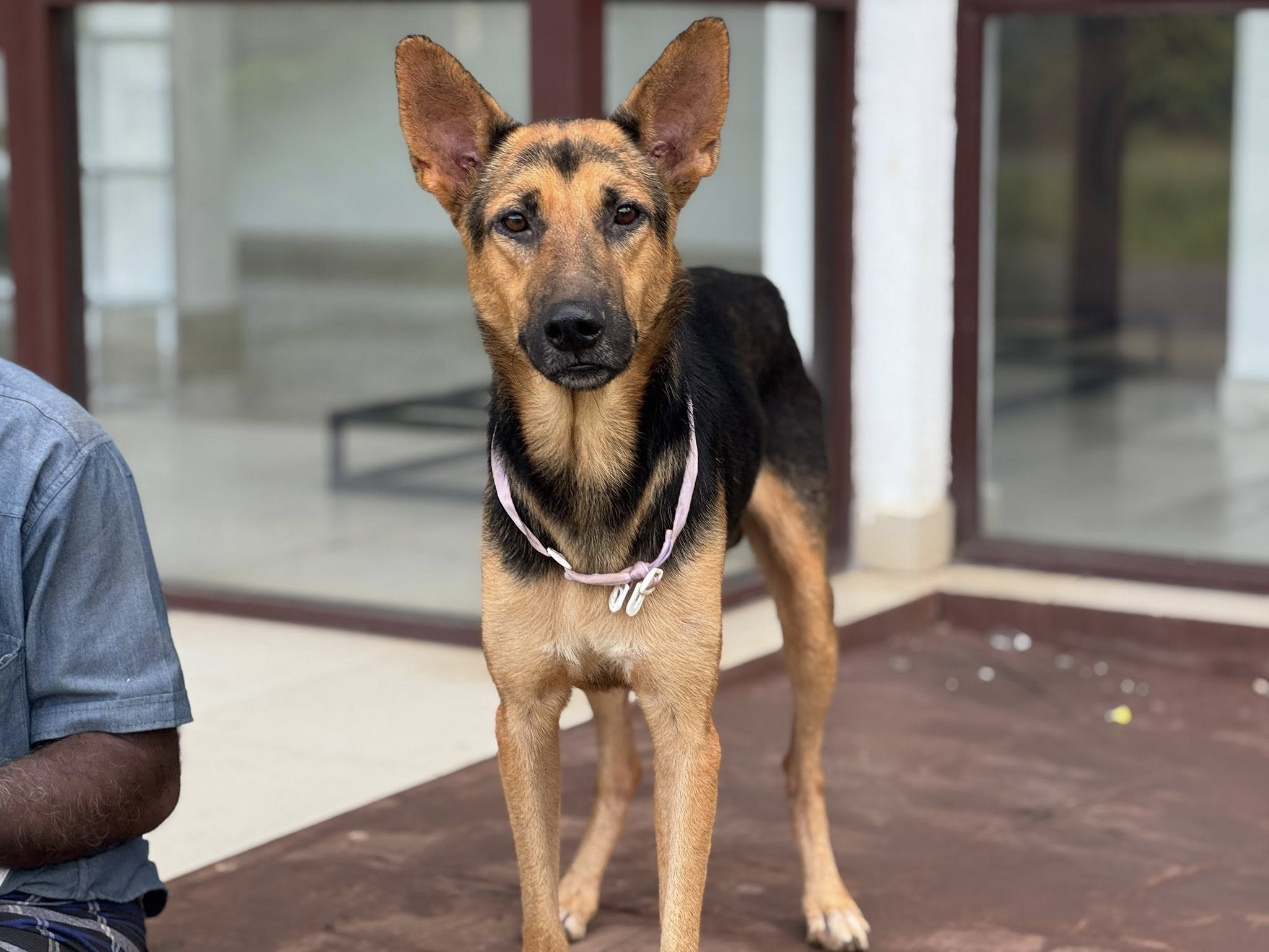 Our Missing Pet - dog